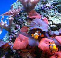 Tropical Marine Centre - Southport Accommodation