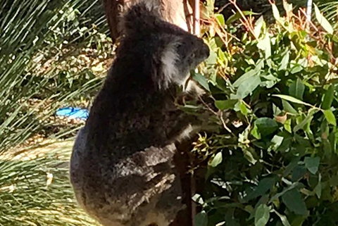 Pinnacles And Yanchep National Park Day Trip From Perth Including Lobster Shack Lunch And Sandboarding - Southport Accommodation 6