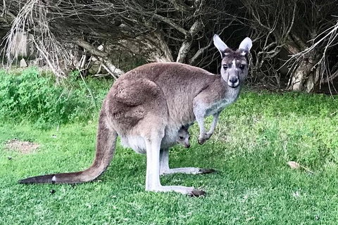 Pinnacles And Yanchep National Park Day Trip From Perth Including Lobster Shack Lunch And Sandboarding - Southport Accommodation 8
