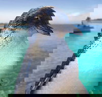 Full-Day Penguin Island  Fremantle Town - Accommodation Southport