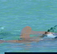 Snubfin Dolphin Eco Cruise from Broome - Accommodation Southport