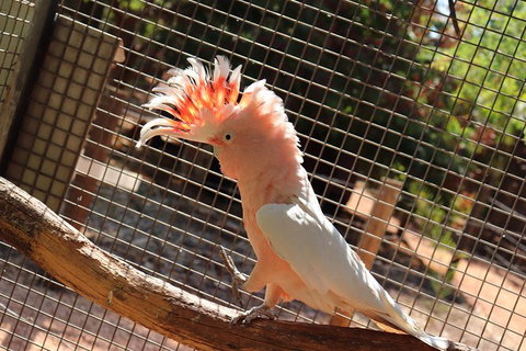 3 In 1 Tour: Matsoâ€™s Brewery, 12 Mile Bird Park & Malcolm Douglas Crocodile Park - Accommodation Southport 9