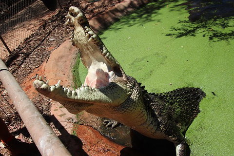 3 In 1 Tour: Matsoâ€™s Brewery, 12 Mile Bird Park & Malcolm Douglas Crocodile Park - Accommodation Southport 3