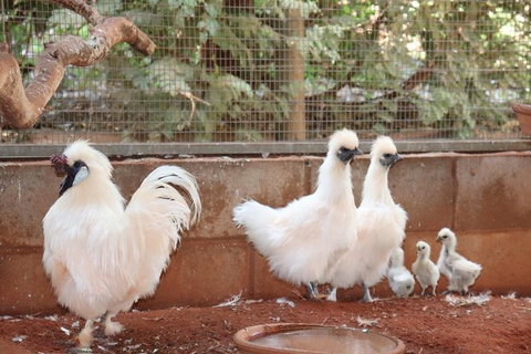 3 In 1 Tour: Matsoâ€™s Brewery, 12 Mile Bird Park & Malcolm Douglas Crocodile Park - Accommodation Southport 17