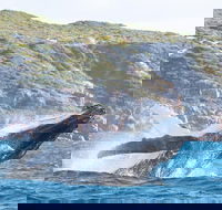 Jet Boat Whale Watching Safari from Dunsborough - Southport Accommodation