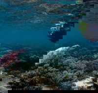 3 Night Ningaloo Reef Snorkel and Dive Getaway from Coral Bay - Southport Accommodation