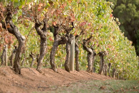 Vasse Felix Winery Tour And Tasting - Southport Accommodation 3