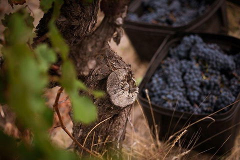 Vasse Felix Winery Tour And Tasting - Southport Accommodation 4