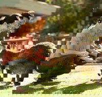 Very Best of Perth Tour - Wildlife Park  City Highlights Tour - Accommodation Southport