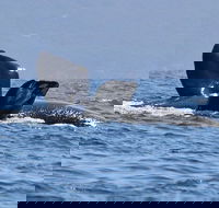 3 Hour Winter Whale Safari May - Oct around King George Sound - Southport Accommodation