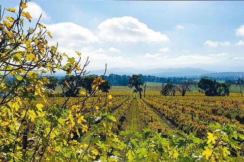 Alternative Yarra Valley Wine Tasting Tour Departing From Melbourne - Southport Accommodation 4