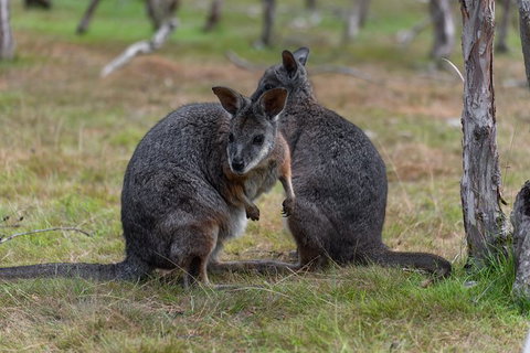 Phillip Island Penguin Parade Express Tour From Melbourne - Southport Accommodation 1