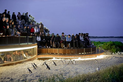Phillip Island Penguin Parade Express Tour From Melbourne - Southport Accommodation 7