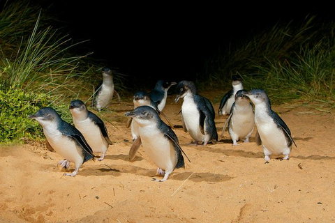 Phillip Island Penguin Parade Express Tour From Melbourne - Southport Accommodation 2