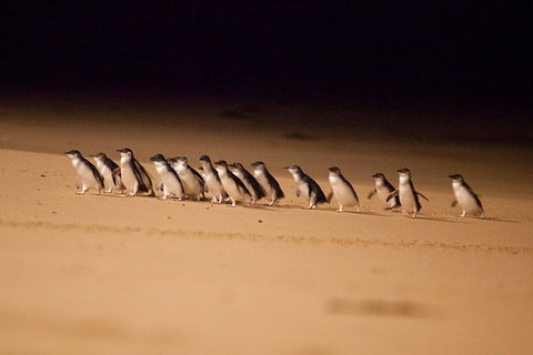 Phillip Island Penguin Parade Express Tour From Melbourne - Southport Accommodation 5