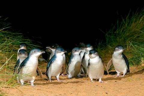Phillip Island Penguin Parade Express Tour From Melbourne - Southport Accommodation 3