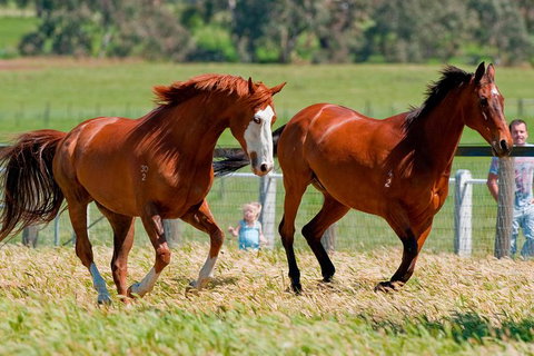 Living Legends Champion Racehorse Guided Tour - Accommodation Southport 0