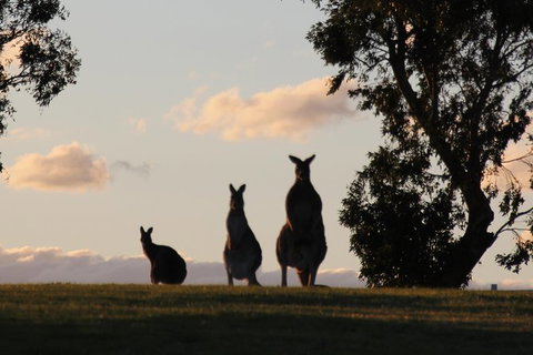 Living Legends Champion Racehorse Guided Tour - Accommodation Southport 3