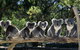 Private Melbourne Sightseeing Tour - thumb 0