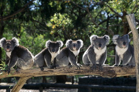 Private Melbourne Sightseeing Tour - Southport Accommodation 0