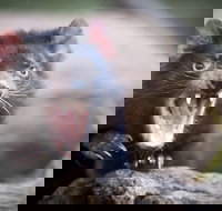 Port Arthur and Tassie Devils Active Day Tour from Hobart - Southport Accommodation