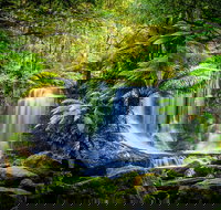 Day Tour in Mt. Field Mt. Wellington Bonorong Wildlife Sanctuary and Richmond - Southport Accommodation