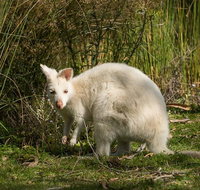 Bruny Island premium private photo-oriented day tour from Hobart