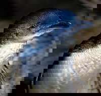 Bonnet Island Experience departing from Strahan - Accommodation Southport