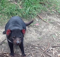 South East Food Sightseeing Private Tour with the Tasmanian Devil Unzoo