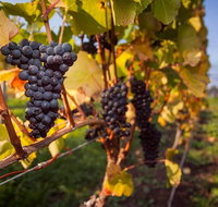 Tastes and Wines