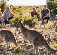 8-Day Tasman Wildlife and Wilderness Encounter Including Accommodation