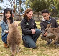 Bonorong Wildlife Park and Richmond Afternoon Tour from Hobart