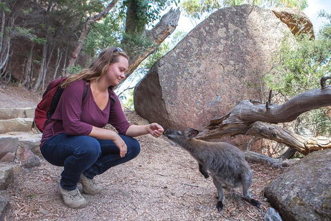 Active Day Tour One-Way From Hobart To Launceston With Wineglass Bay - Southport Accommodation 9