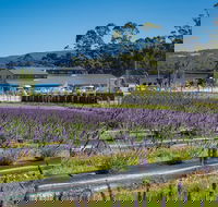 Private Tasman Peninsula Cruise Ship Tour from Port Arthur - Accommodation Southport