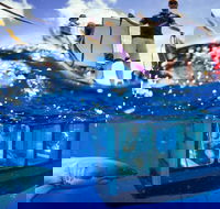 White Shark Tour with Optional Cage Dive from Port Lincoln - Accommodation Southport