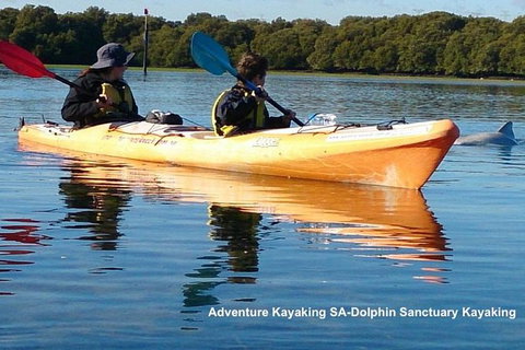 Adelaide Dolphin Sanctuary And Ships Graveyard Kayak Tour - Accommodation Southport 0