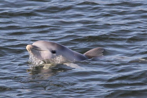 Adelaide Dolphin Sanctuary And Ships Graveyard Kayak Tour - Accommodation Southport 6
