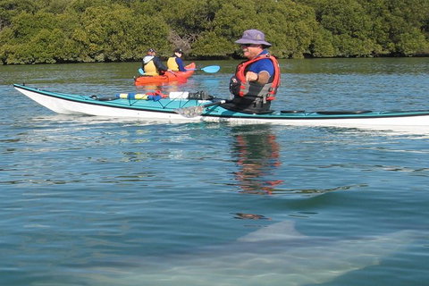 Adelaide Dolphin Sanctuary And Ships Graveyard Kayak Tour - Accommodation Southport 5