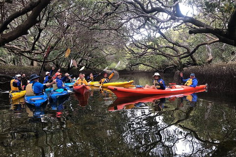 Adelaide Dolphin Sanctuary And Ships Graveyard Kayak Tour - Accommodation Southport 10