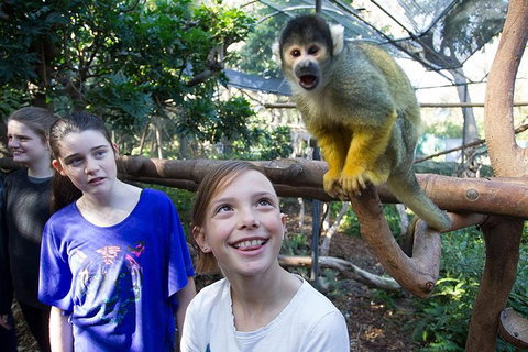 Adelaide Zoo Behind The Scenes Experience: Squirrel Monkey Feeding - Accommodation Southport 1