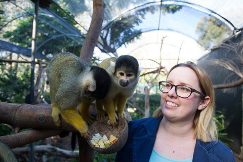 Adelaide Zoo Behind The Scenes Experience: Squirrel Monkey Feeding - Accommodation Southport 0