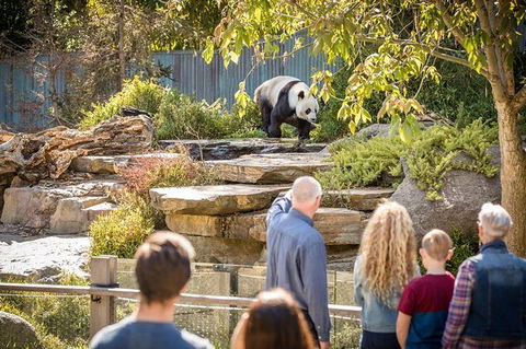 Adelaide Zoo Behind The Scenes Experience: Panda And Friends Tour - Southport Accommodation 0