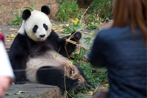 Adelaide Zoo Behind The Scenes Experience: Panda And Friends Tour - Southport Accommodation 1