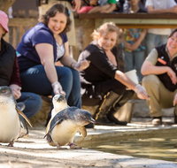 Adelaide Zoo Behind the Scenes Experience Penguins in Person