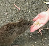 Food Tours Australia Cleland Wildlife Tour