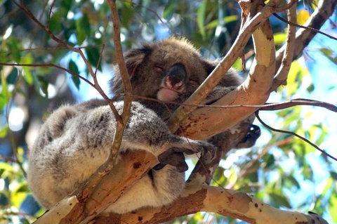 2-Day Kangaroo Island Tour From Adelaide - Southport Accommodation 13
