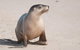 2-Day Kangaroo Island Tour From Adelaide - thumb 1