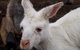 2-Day Kangaroo Island Tour From Adelaide - thumb 16