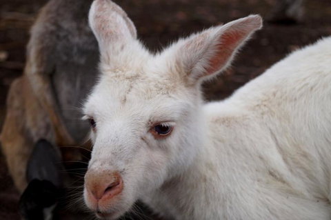 2-Day Kangaroo Island Tour From Adelaide - Southport Accommodation 16