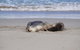 2-Day Kangaroo Island Tour From Adelaide - thumb 18